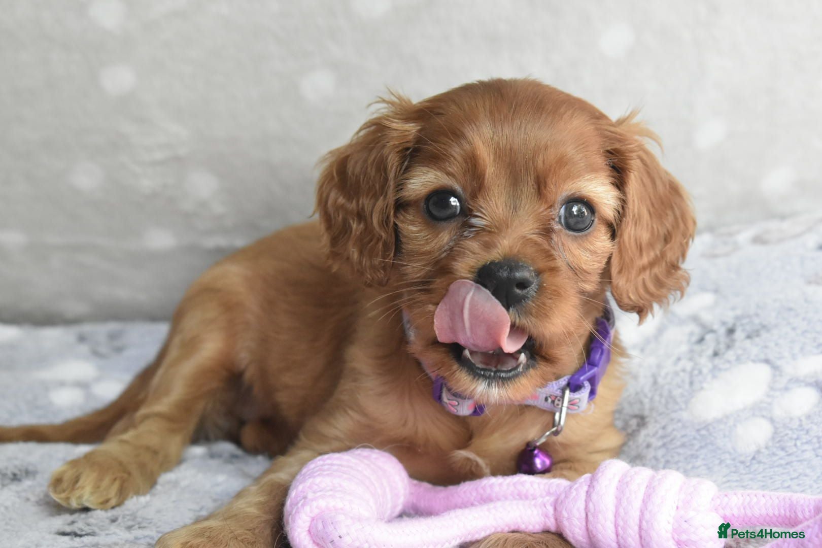 Cavalier King Charles Spaniel dogs Health Tested Parents-beautiful puppies - Advert 3