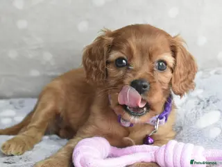 Cavalier King Charles Spaniel dogs Health Tested Parents-beautiful puppies - Advert 2