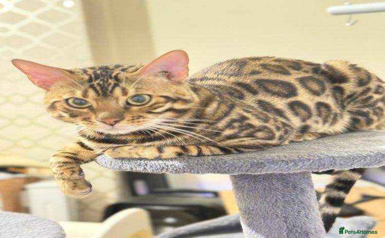 Bengal cats - Advert 5
