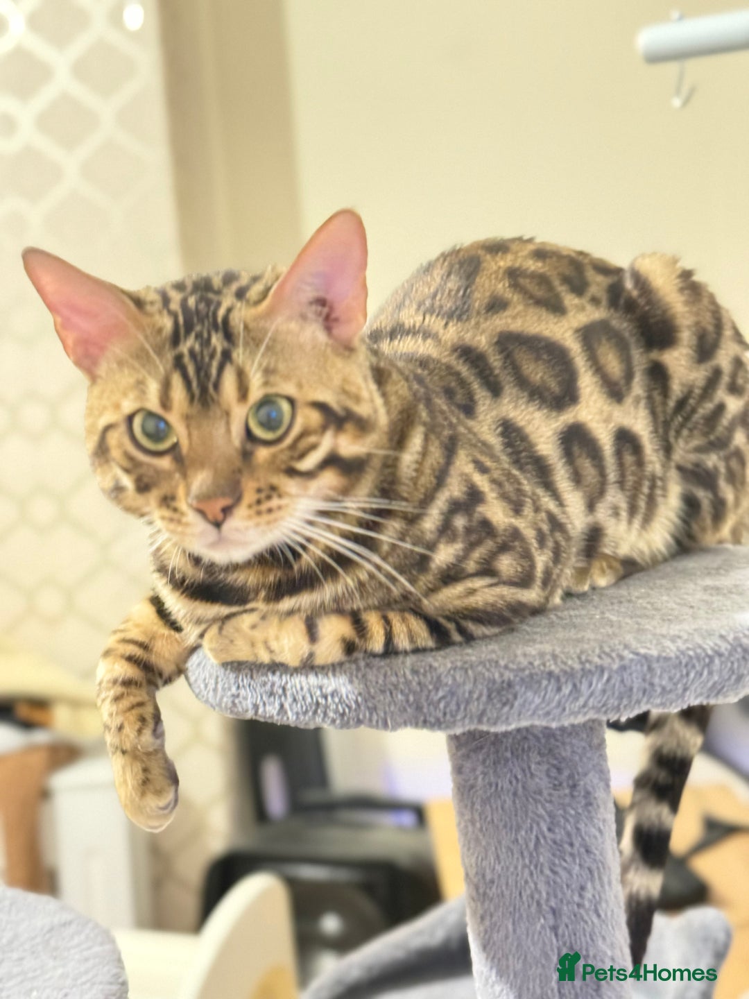 Bengal cats for stud: cat for mating - Image 1