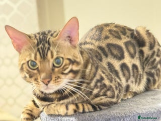 Bengal cats - Advert 23