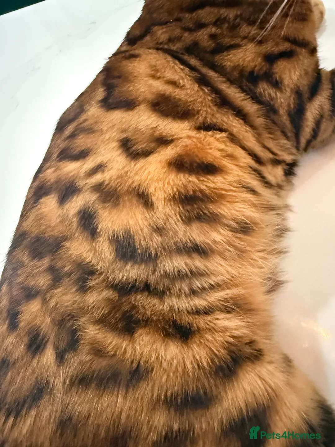 Bengal cats for stud: Handsome Brown spotted Bengal boy for stud - Advert 6
