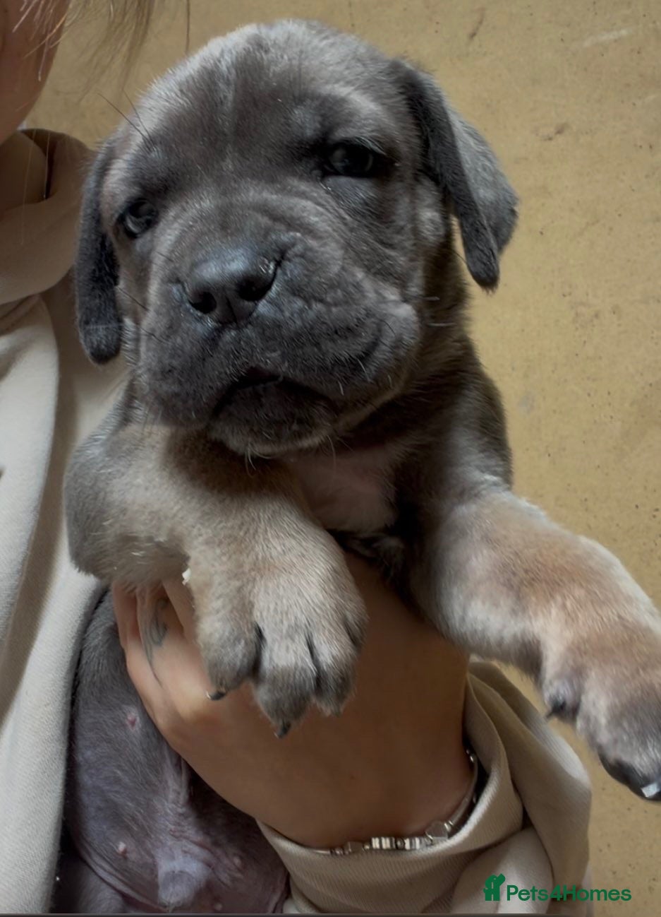 Cane Corso dogs 4 stunning cane corso puppies  - Advert 1