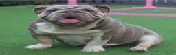 English Bulldog dogs for sale: ***EPIC BULLYZ PUPPIES*** in Halesowen - Advert 12