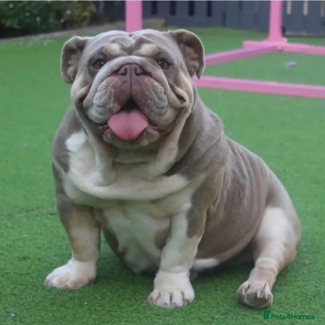 English Bulldog dogs for sale: ***EPIC BULLYZ PUPPIES*** in Halesowen - Advert 12