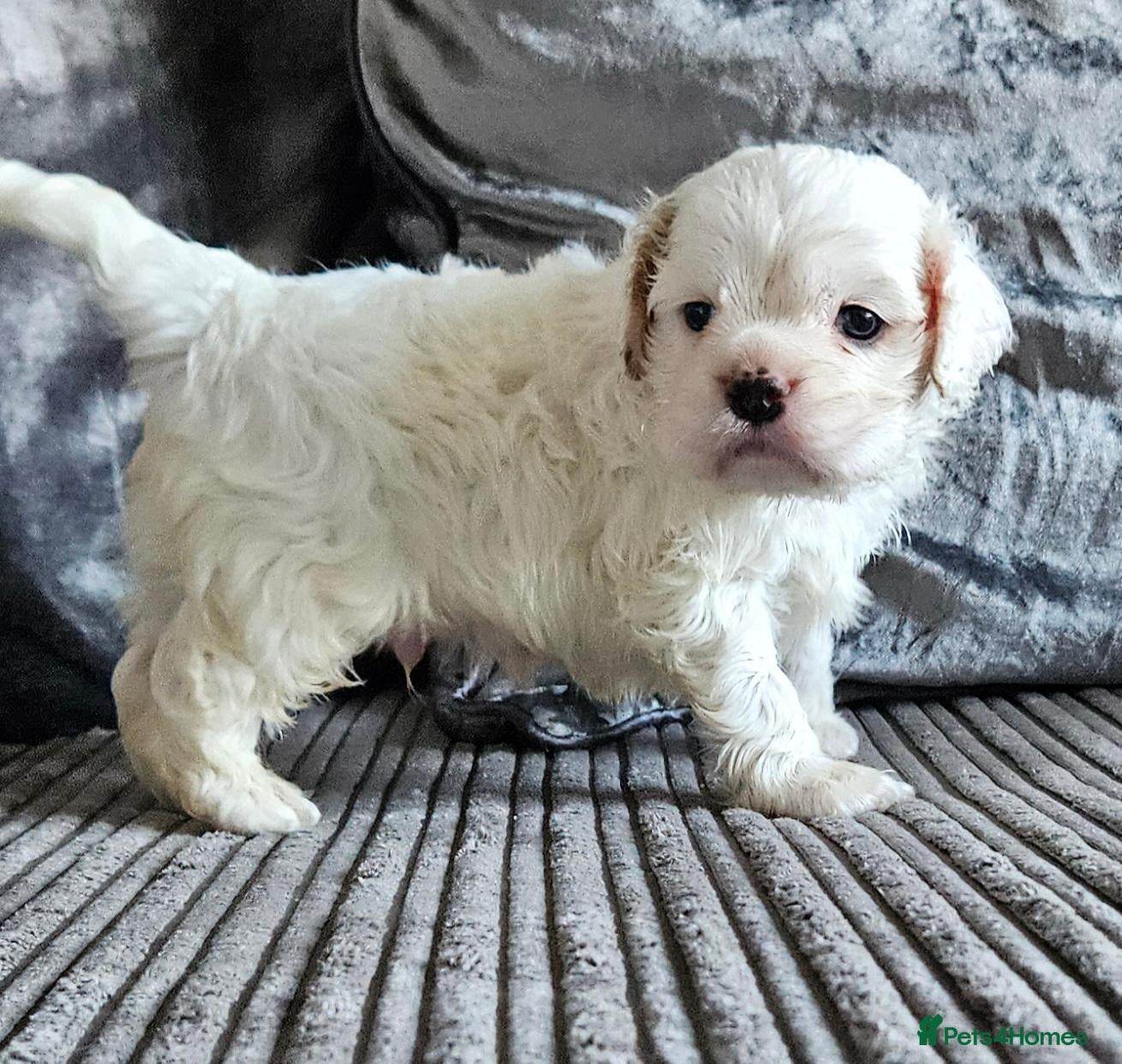 Cockapoo dogs extensively DNA tested American cockerpoo  - Advert 18