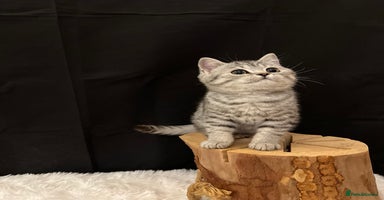 British Shorthair cats - Advert 14