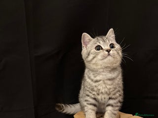 British Shorthair cats - Advert 27