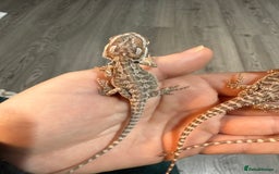 Bearded Dragon reptiles for sale: Bearded Dragon Babies - Advert 5