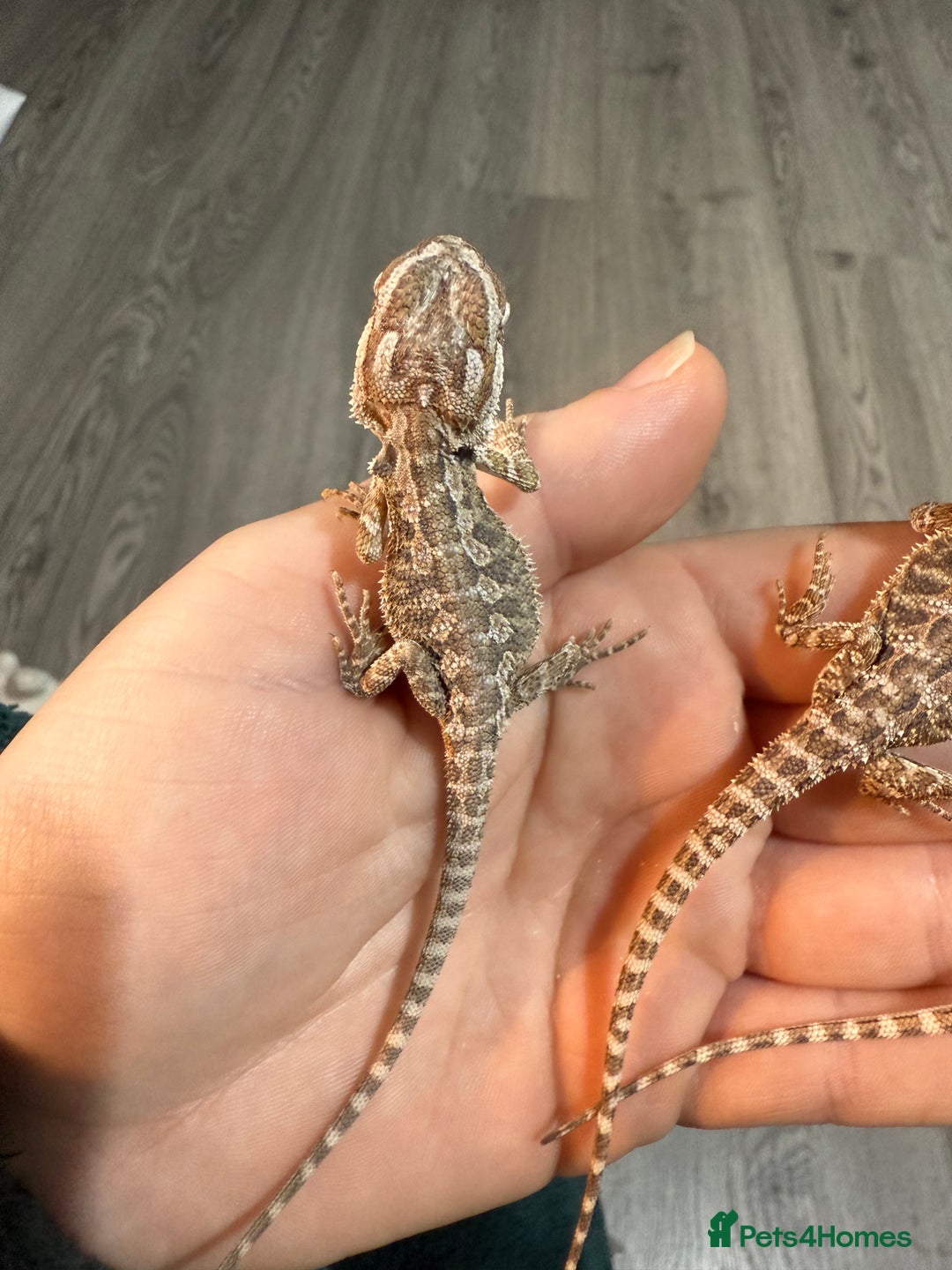 Bearded Dragon reptiles for sale: Bearded Dragon Babies - Advert 5