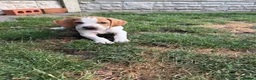 Pointer dogs for sale: Pointer pups | Working & Champion Bloodlines  - Advert 17