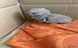 British Shorthair cats for sale: Liliac BSH two female  - Image 13
