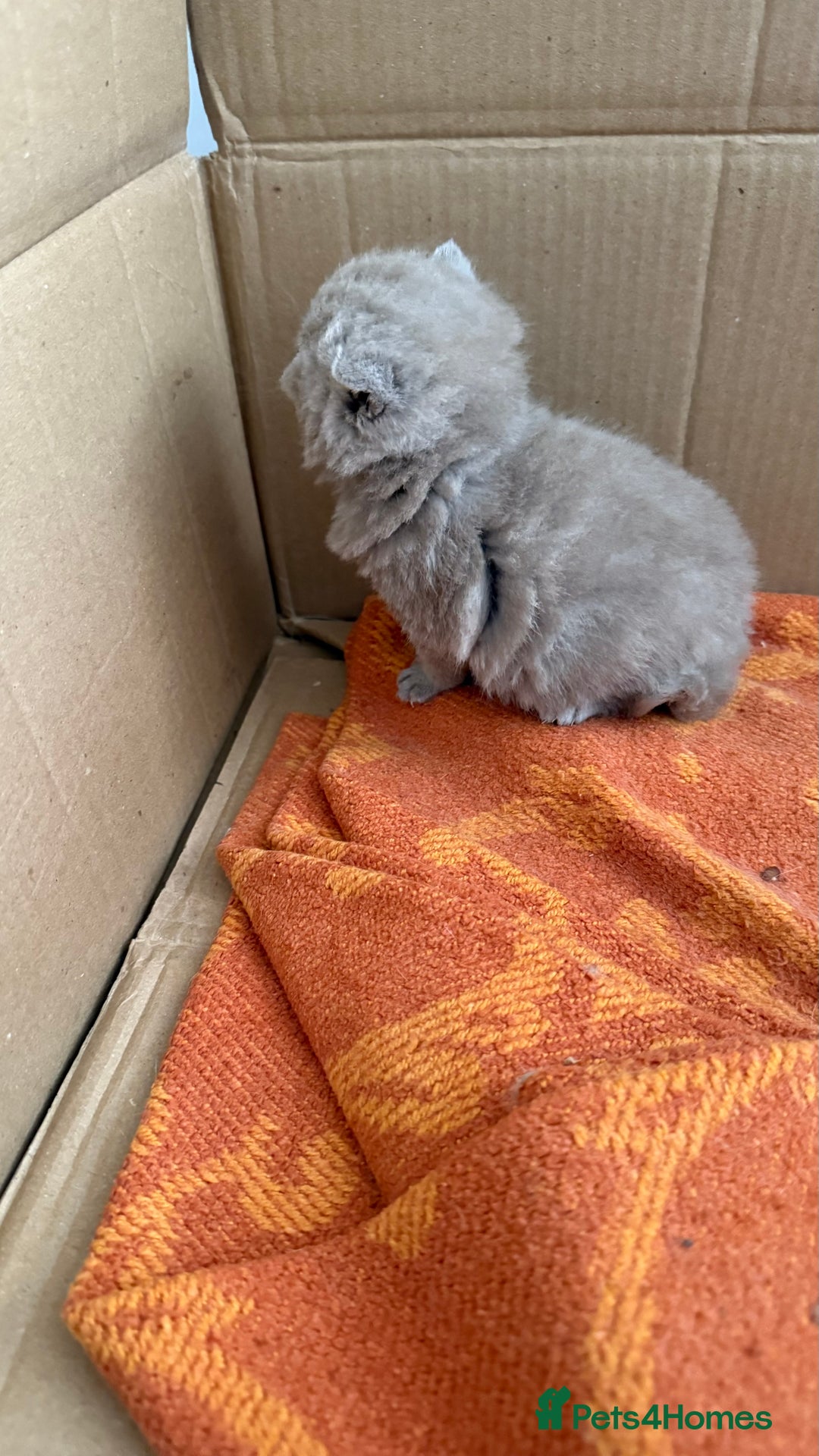 British Shorthair cats for sale: Liliac BSH two female  - Image 13