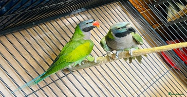 Parakeets birds - Advert 7