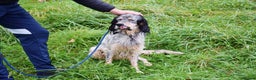 English Setter dogs for adoption: Balto - Advert 4