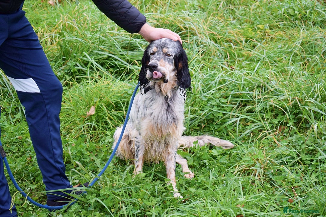 English Setter dogs for adoption: Balto - Advert 4