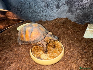 Turtle reptiles Box Turtle with setup - Advert 1