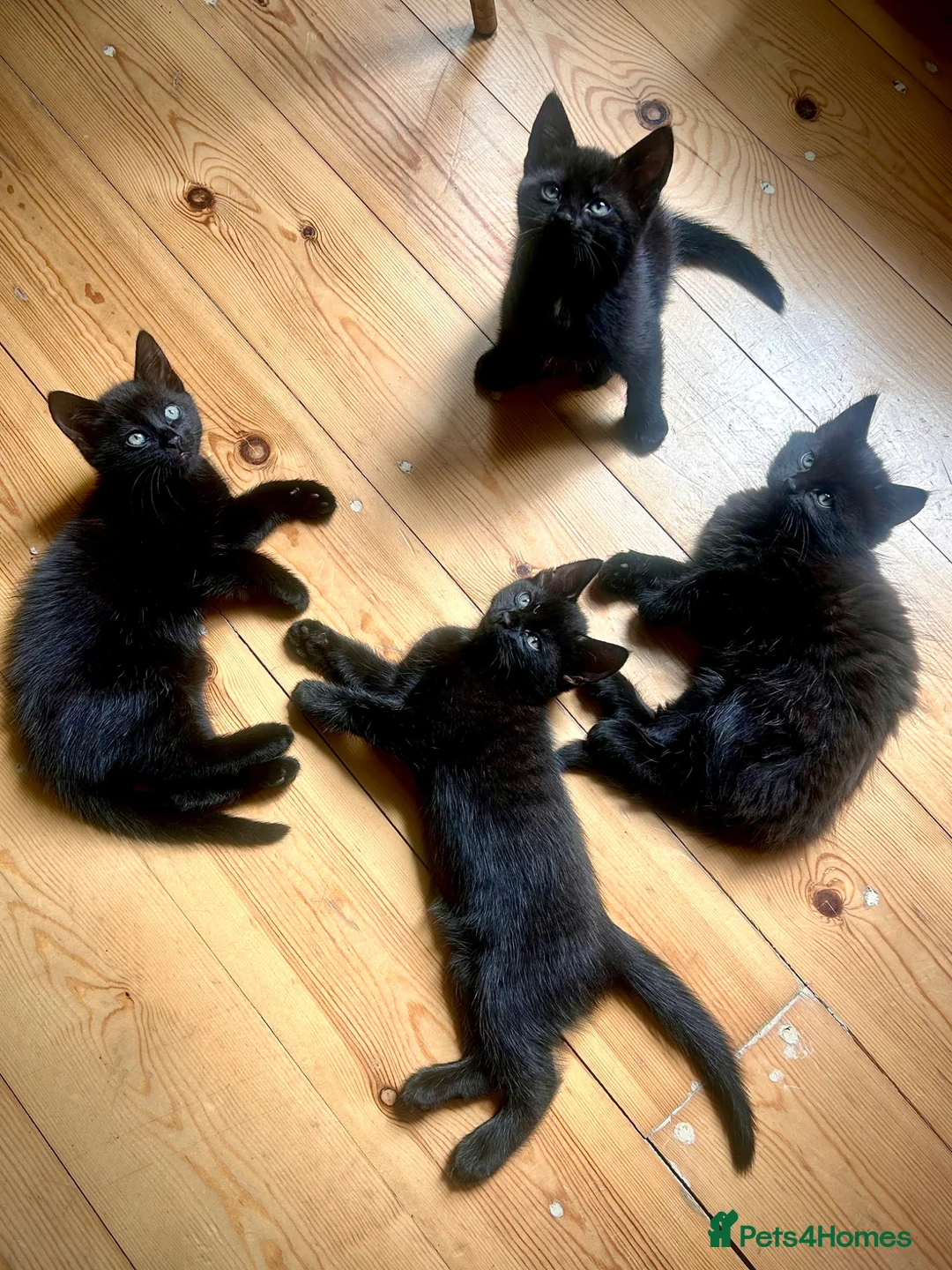 Bombay cats for sale: Bombay kittens for sale  in Grays - Advert 1