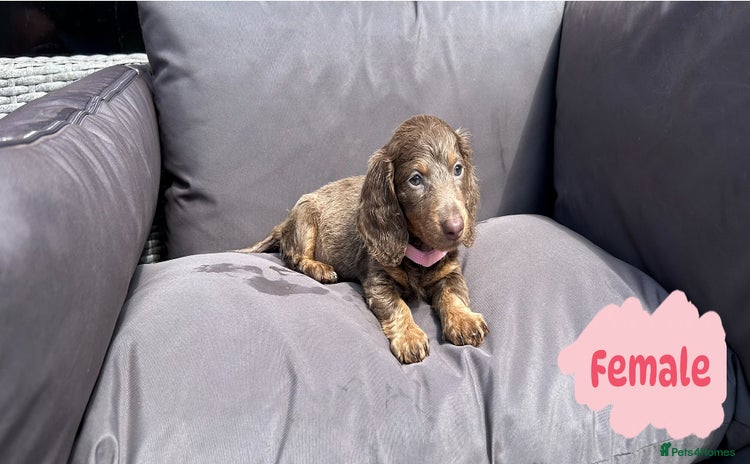 Miniature Dachshund dogs - Advert 15
