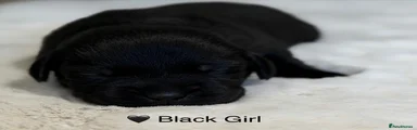 Labrador Retriever 4