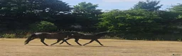 English Thoroughbred horses for sale: Stunning 4yr old Thoroughbred Mare  - Advert 1