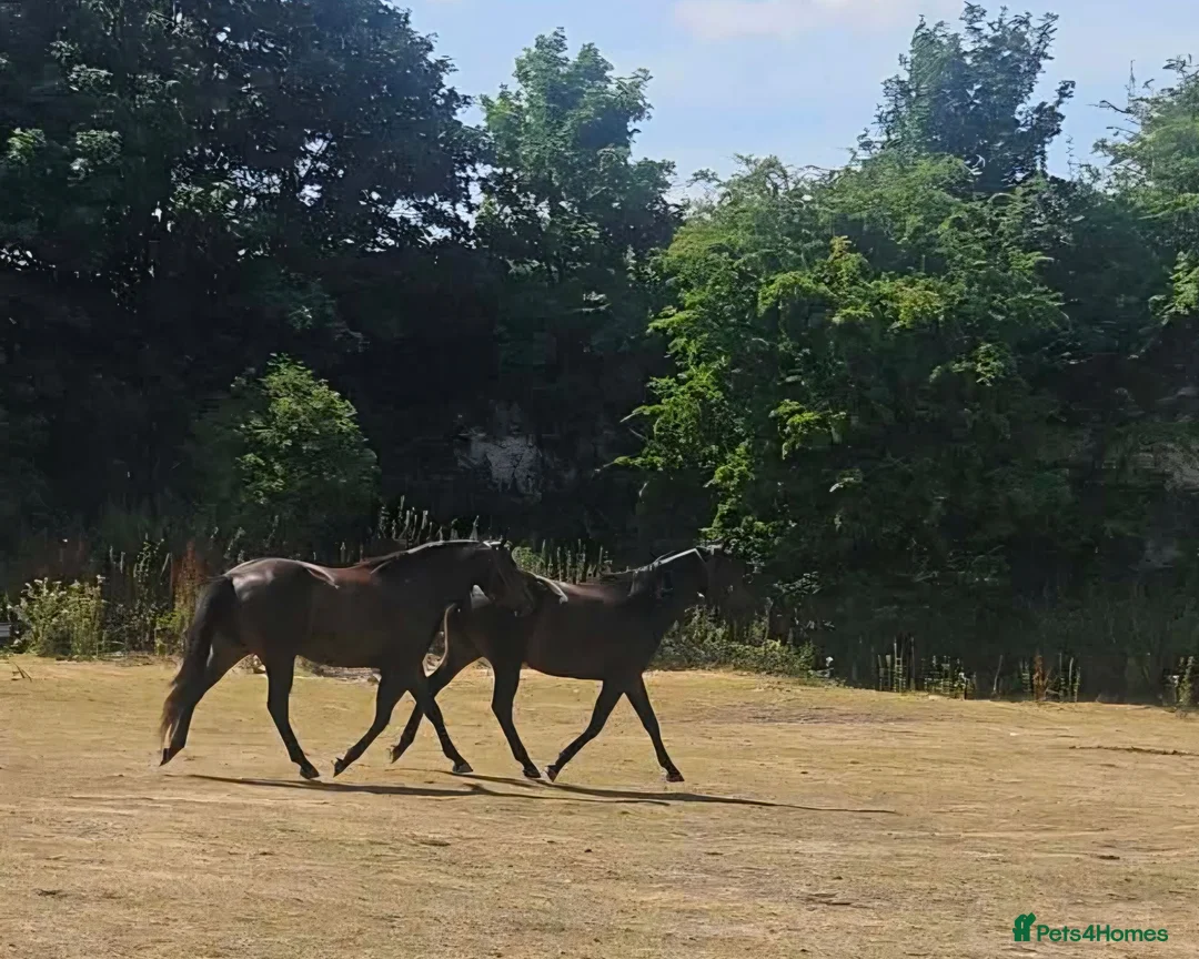 English Thoroughbred horses for sale: Stunning 4yr old Thoroughbred Mare  - Advert 1