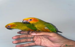 Conures birds for sale: 100% SILLY TAME HAND REARED BABY SUN CONURES - Image 5