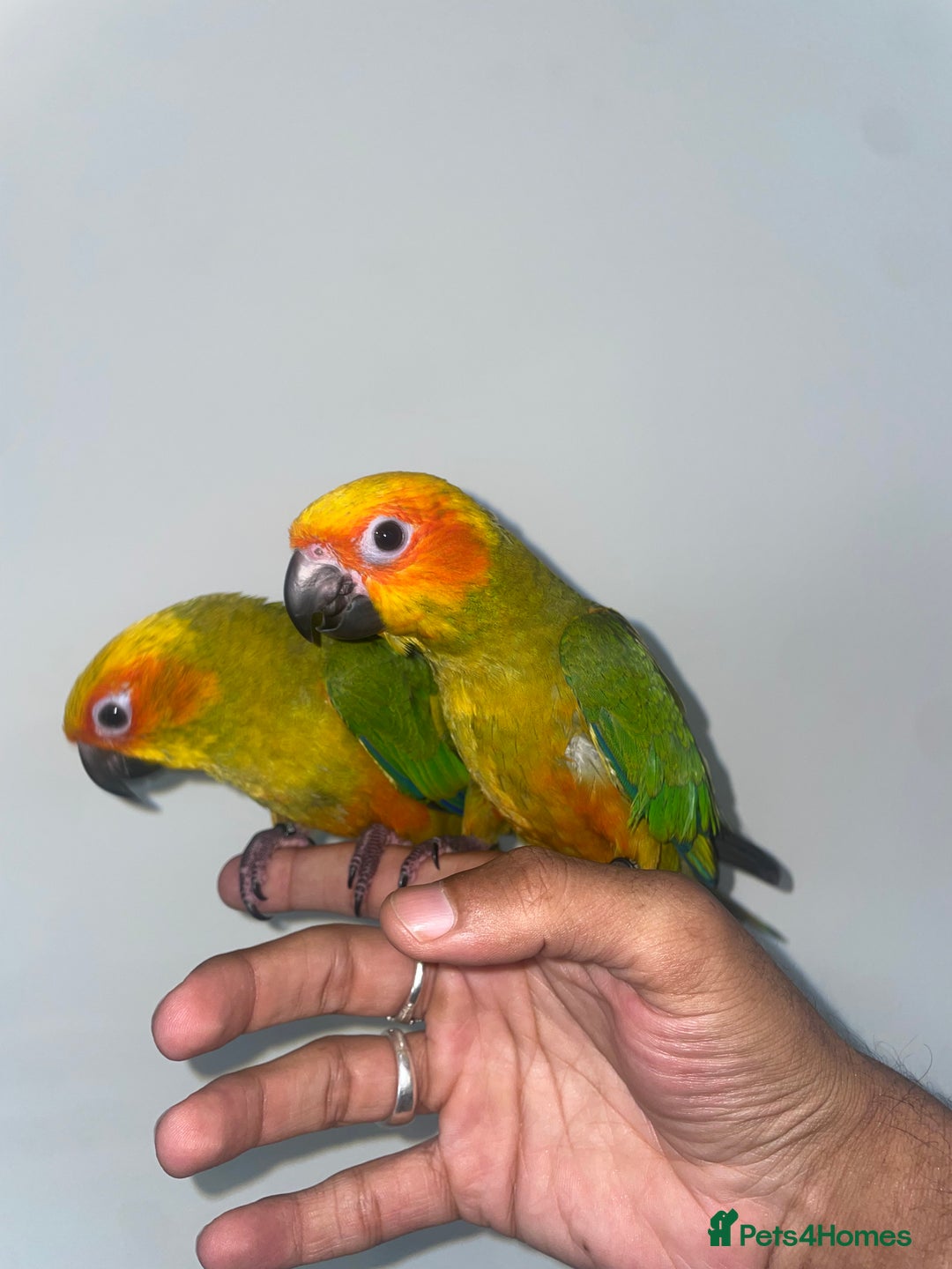 Conures birds for sale: 100% SILLY TAME HAND REARED BABY SUN CONURES - Image 5