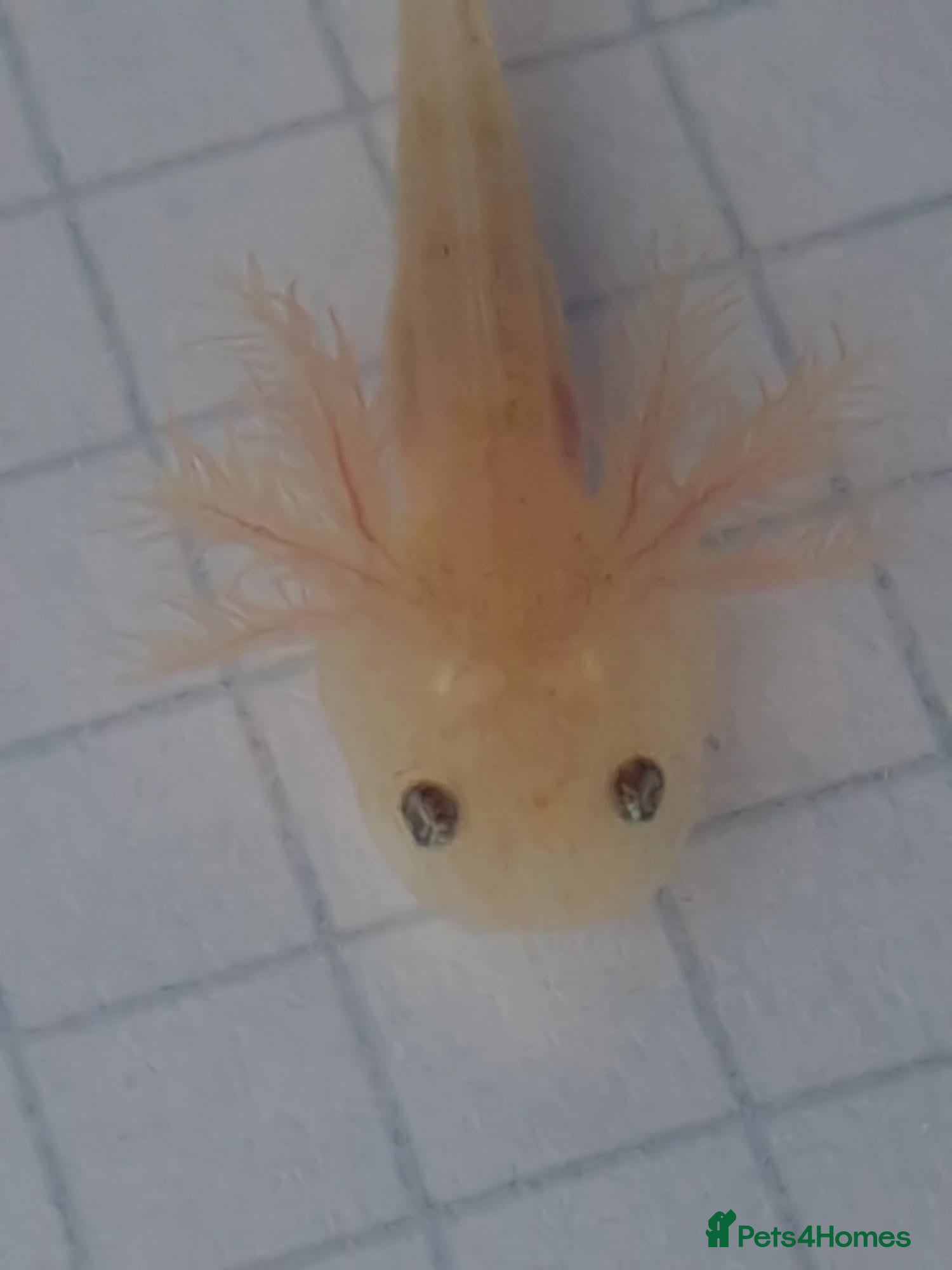 Axolotl reptiles Beutiful Lucianic Albino Babiee - Advert 1