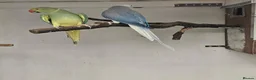 Mixed Breed birds for sale: Alexandraine  - Advert 3