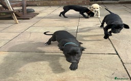 Lurcher dogs for sale: Lurcher puppy for sale - Image 2