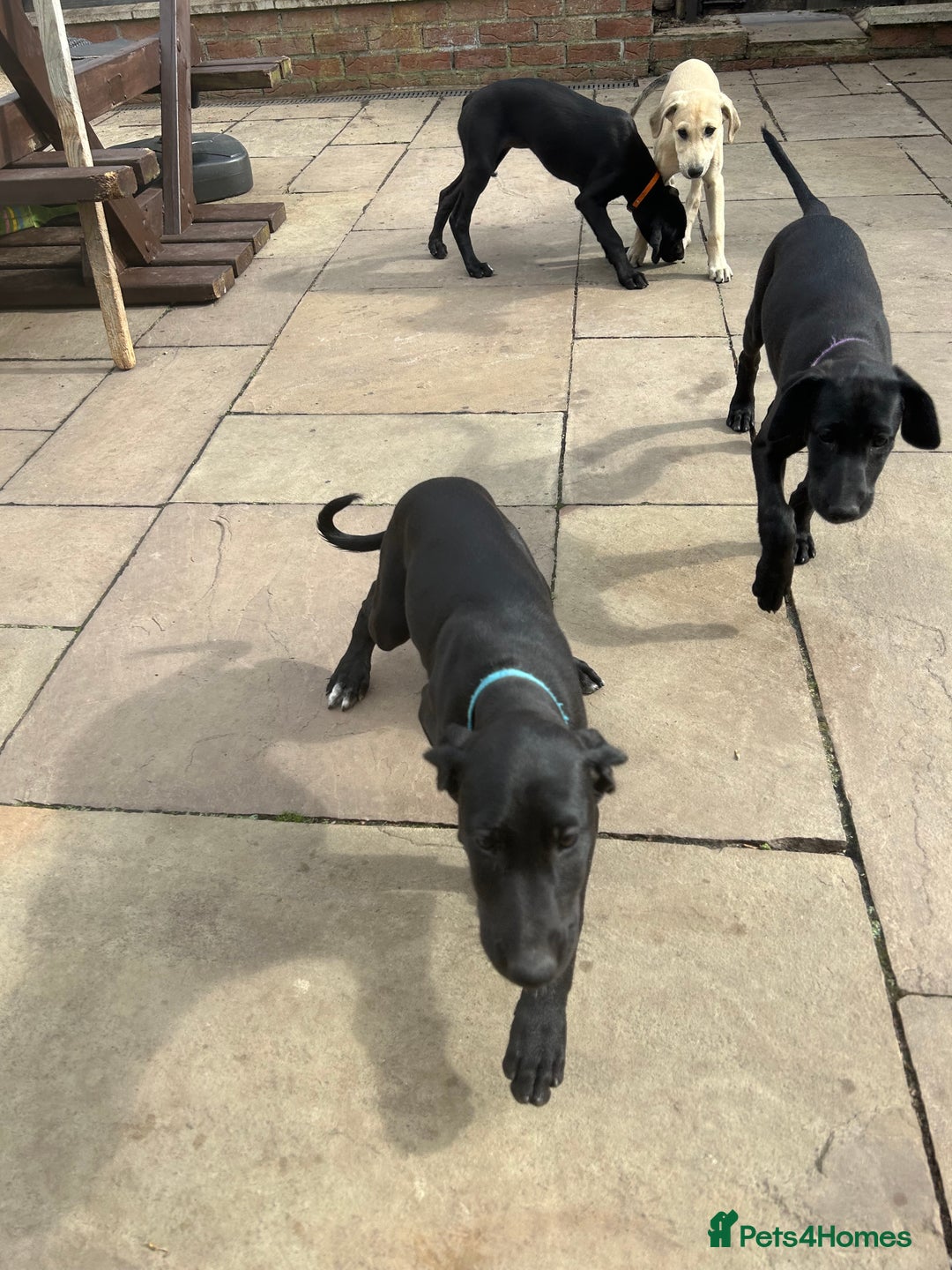 Lurcher dogs for sale: Lurcher puppy for sale - Image 2