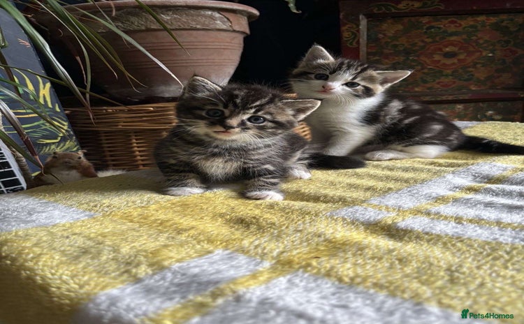 Domestic Shorthair cats - Advert 5
