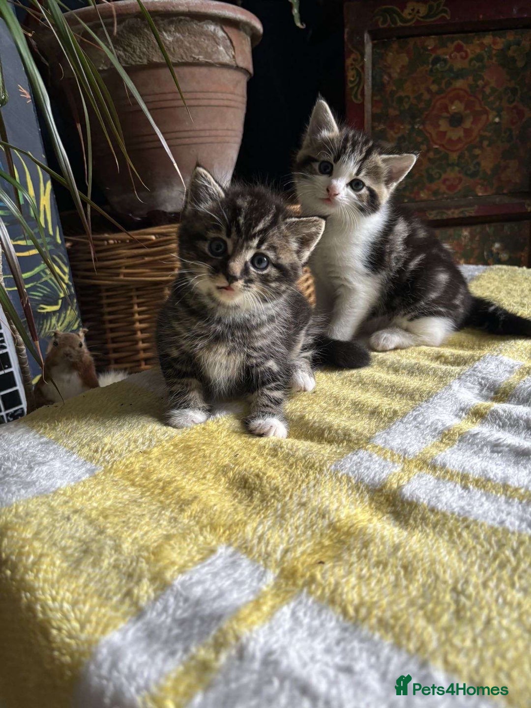 Domestic Shorthair cats for sale: 2 beautiful tabby girls for sale ready 11/09/25 - Image 1