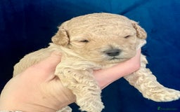 Toy Poodle dogs for sale: KC Toy Poodle Puppies - Image 22