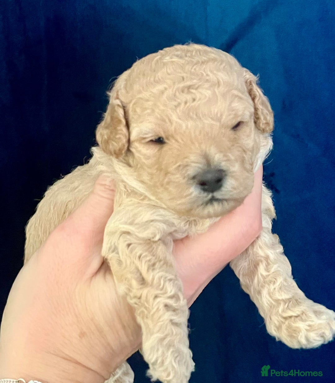 Toy Poodle dogs for sale: KC Toy Poodle Puppies - Image 22