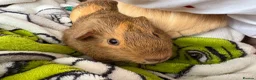 Guinea Pig rodents for sale: 2x male Guinea Pigs  - Advert 4