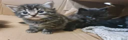 Mixed Breed cats for sale: 2 brother kittens for sale - Advert 5