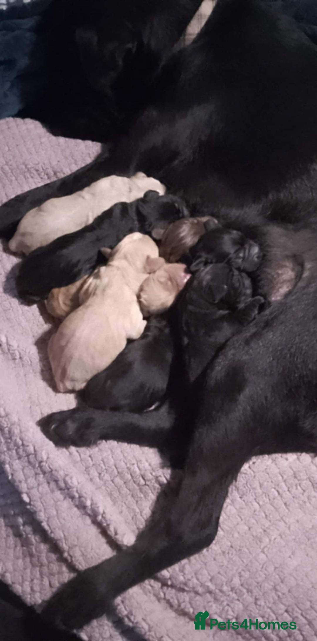 Mixed Breed dogs for sale: SHAR PEI CROSS LABDOODLE  CROSS SPROCKER PUPS - Image 3
