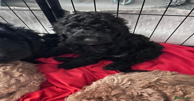 Cockapoo dogs F1b Cockapoo puppies only 3 left ready now  - Advert 8