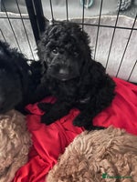 Cockapoo dogs F1b Cockapoo puppies only 3 left ready now - Advert 8