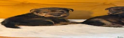 Welsh Terrier dogs for sale: Wawuzer puppies  - Advert 7