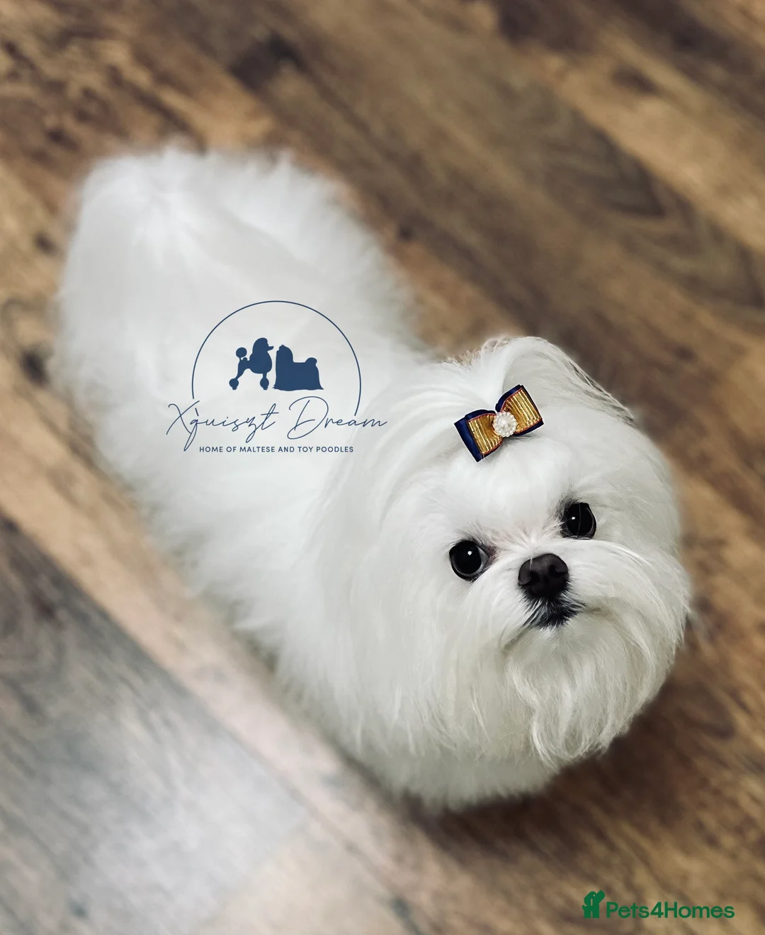 Maltese dogs for stud: OCTAVIUS Korean Maltese KC Registered Proven Stud in Halesowen - Advert 16