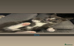 Domestic Shorthair cats for sale: 5 beautiful kittens  - Image 3