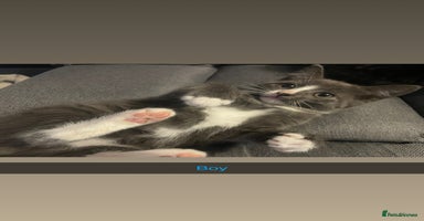 Domestic Shorthair cats - Advert 15