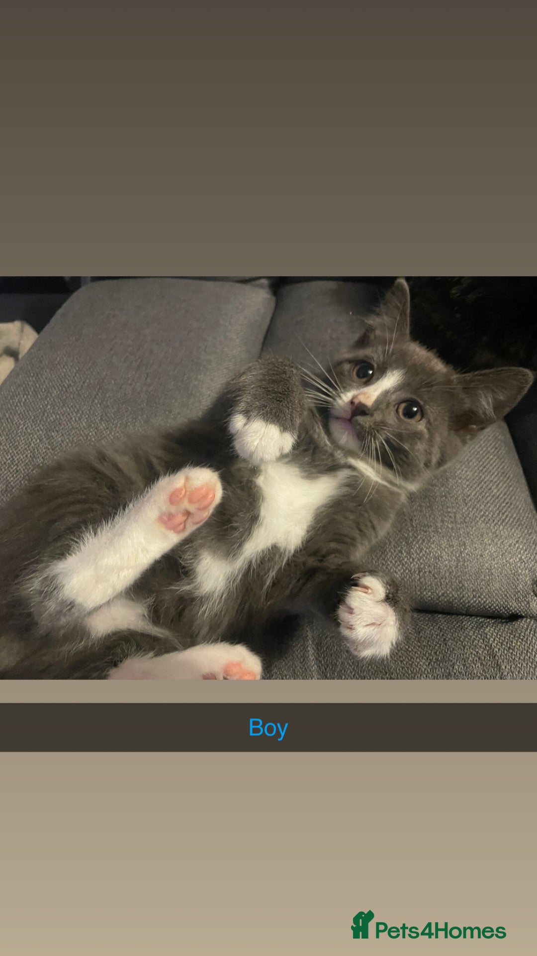 Domestic Shorthair cats for sale: 5 beautiful kittens  - Image 3