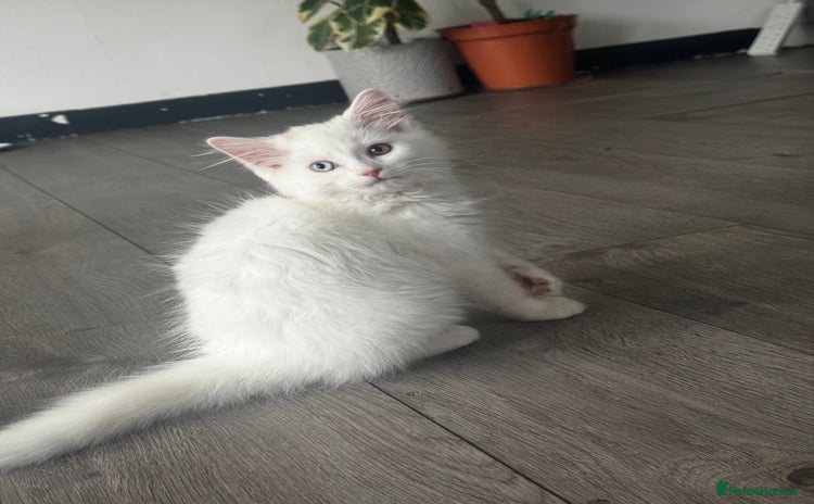British Longhair cats - Advert 1