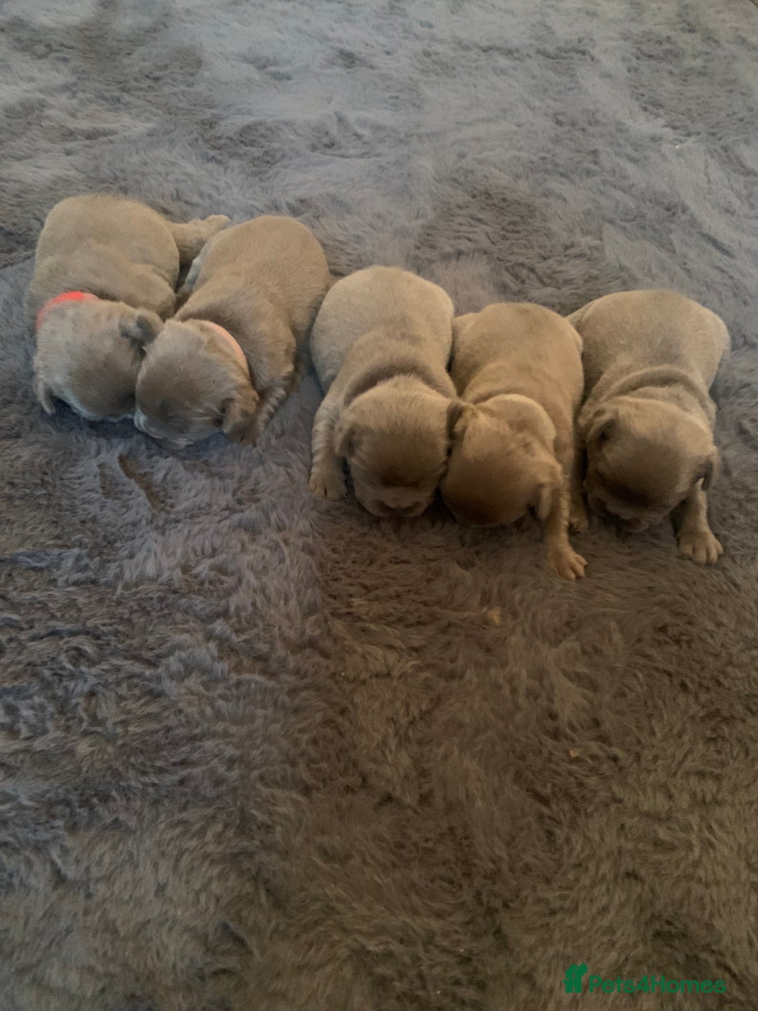 French Bulldog dogs for sale: 5 French bull dogs puppies  - Image 1