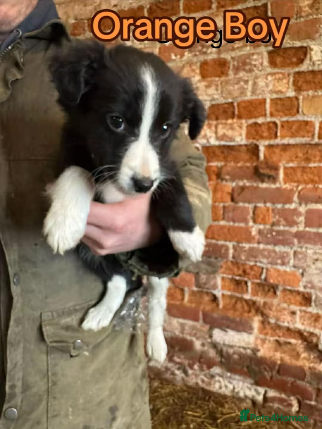 Mixed Breed dogs for sale: Collie pups for sale, ready now  - Advert 11