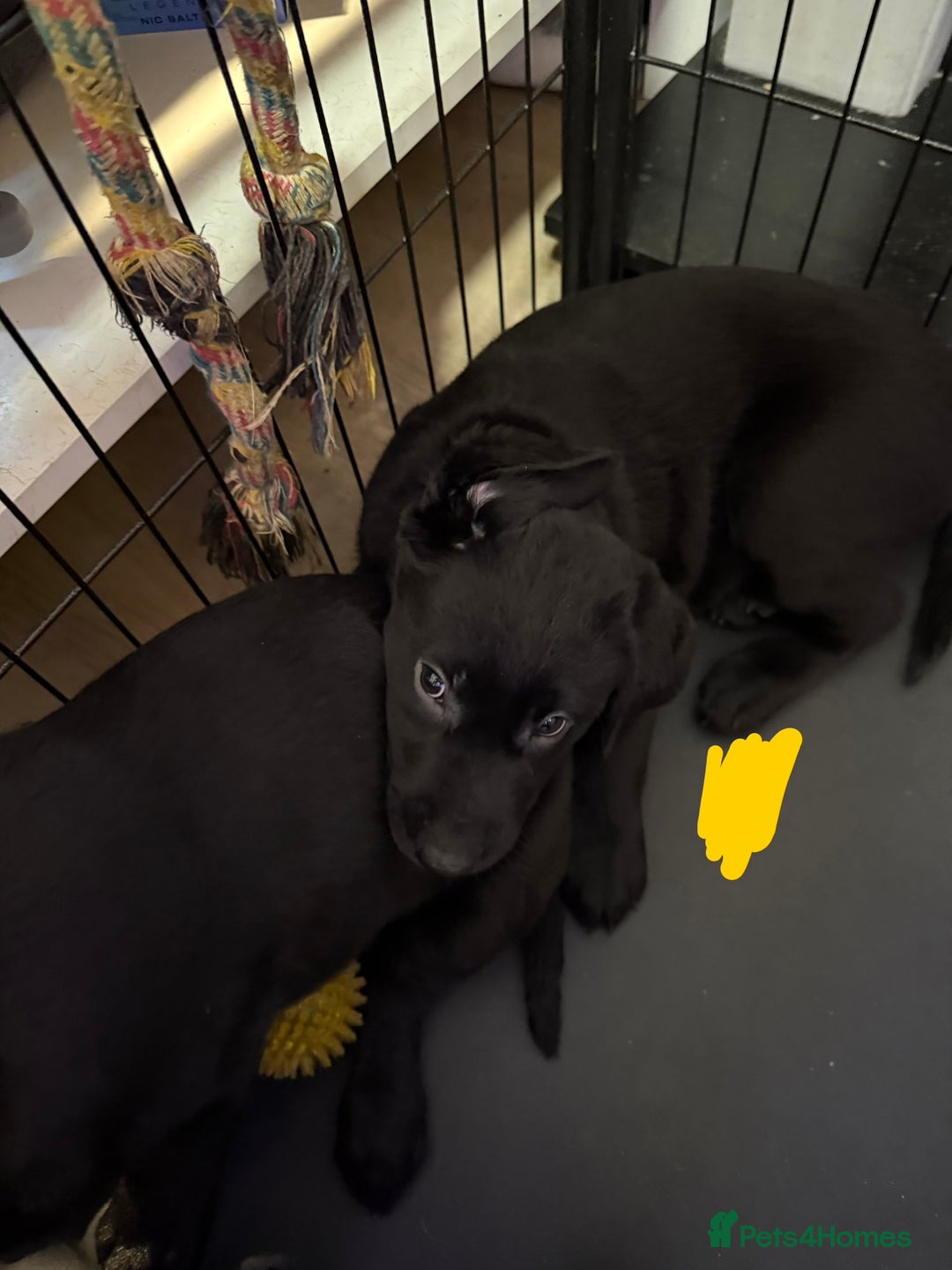 Labrador Retriever dogs for sale: Stunning litter of pure bred black Labrador pups  - Advert 36